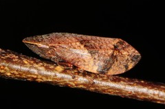 Lepyronia