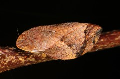 Lepyronia