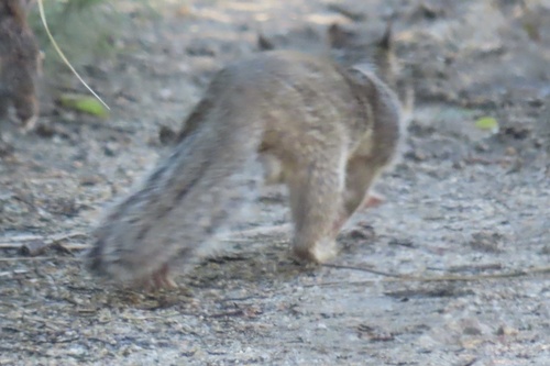 iNaturalist observation photo of California Ground Squirrel