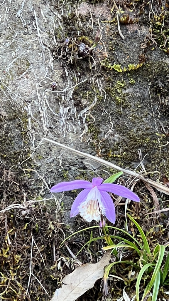 Pleione formosana