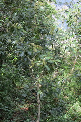 Critonia hospitalis