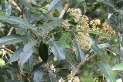 Critonia hospitalis