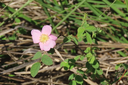 iNaturalist observation photo of California Wild Rose