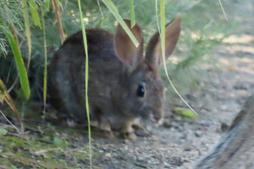 iNaturalist observation photo of Cottontail Rabbits