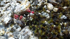 Sedum brevifolium