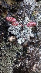 Sedum brevifolium