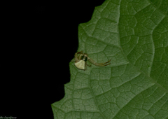 Misumenoides