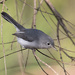 Blue-gray Gnatcatcher - Photo (c) Greg Lasley, some rights reserved (CC BY-NC)