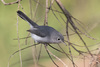 Blue-gray Gnatcatcher - Photo (c) Greg Lasley, some rights reserved (CC BY-NC), uploaded by Greg Lasley