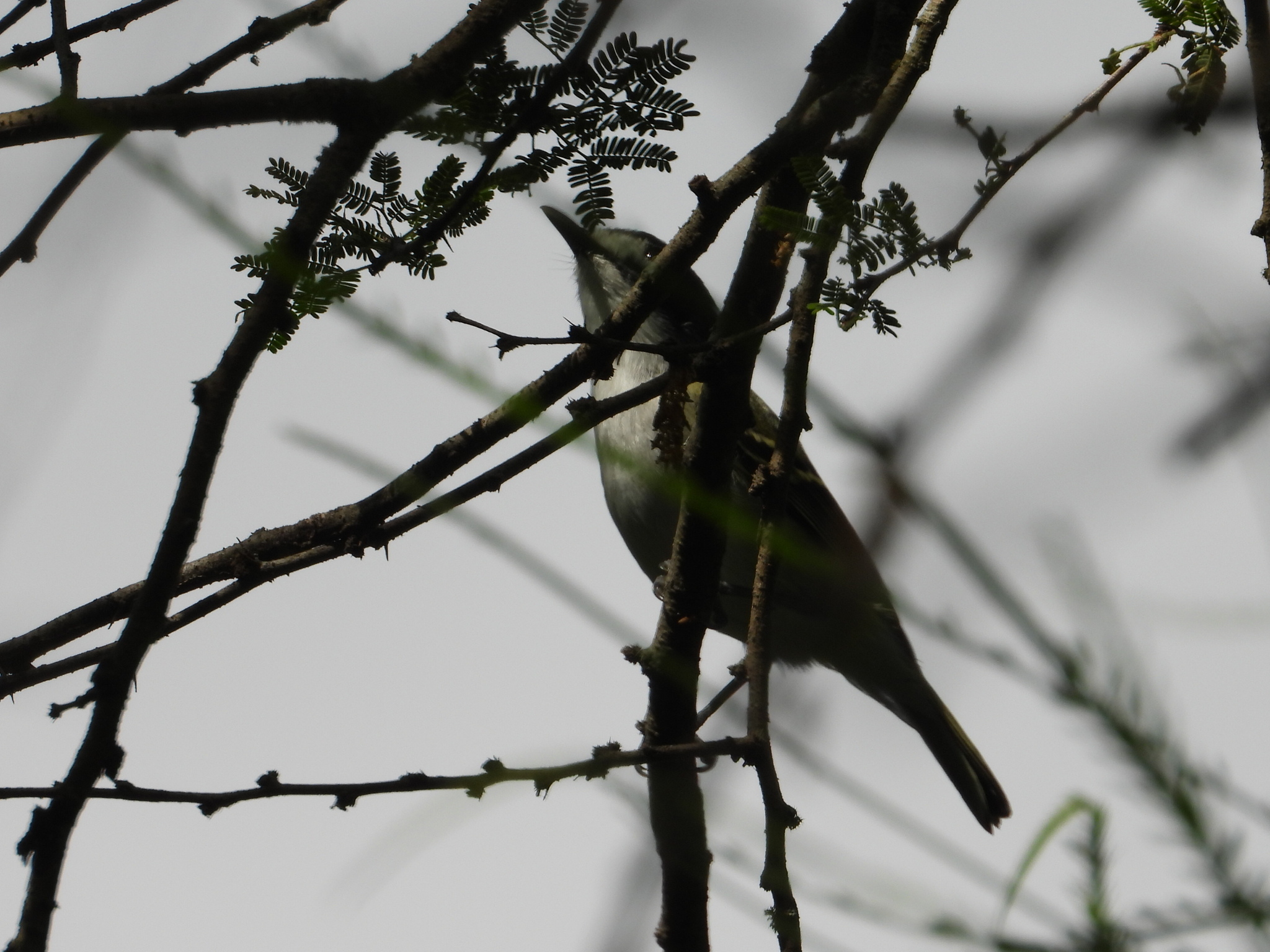 Vireo atricapilla Woodhouse, 1852