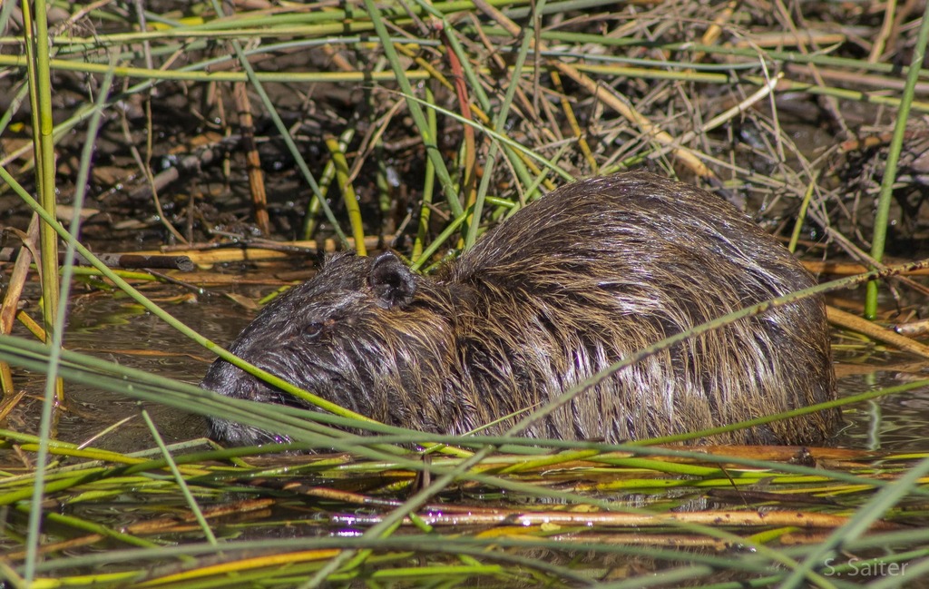 Myocastor coypus melanops