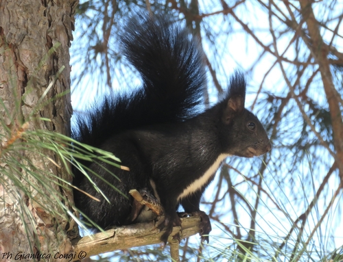 Calabrian Black Squirrel, San Giovanni, photo 4 of 10