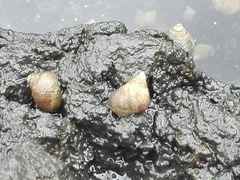 Littorininae