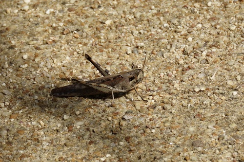 iNaturalist observation photo of Gray Bird Grasshopper
