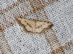 Idaea phaeocrossa