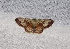 Idaea vacillata