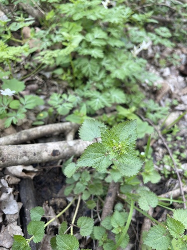 Heartleaf nettle (Urtica chamaedryoides)
