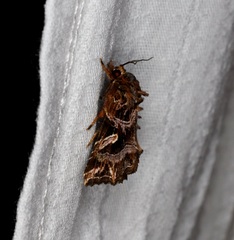 Callopistria exotica