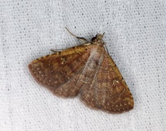 Cerynea punctilinealis