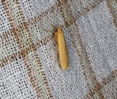 Danielithosia immaculata