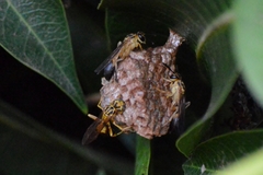 Mischocyttarus cerberus