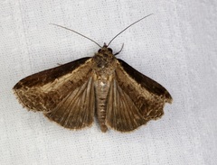Lophoptera squammigera