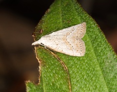 Meganola brunellus