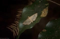 Addaea subtessellata