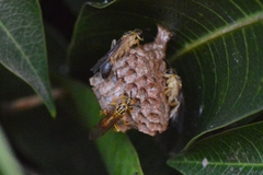 Mischocyttarus cerberus