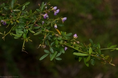 Pedleya acanthoclada