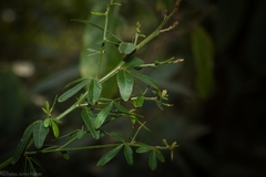 Pedleya acanthoclada