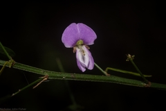 Pedleya acanthoclada