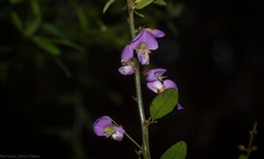 Pedleya acanthoclada
