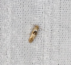 Hieromantis arcuata