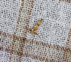 Stathmopoda stimulata
