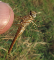 Brachythemis lacustris