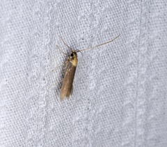 Tegenocharis tenebrans