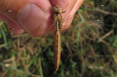 Brachythemis lacustris