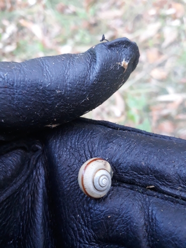 Helicidae
