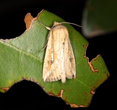 Mythimna decisissima