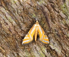 Eristena bifurcalis