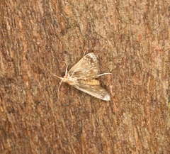 Luma