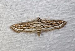 Parapoynx fluctuosalis