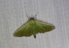 Parotis punctiferalis