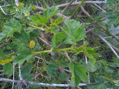 Hibiscus diversifolius diversifolius