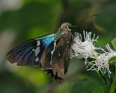 Astraptes