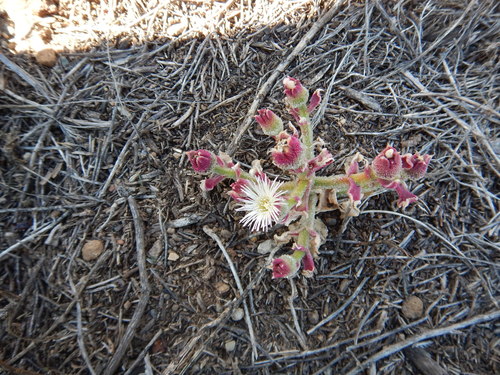 Mesembryanthemum crystallinum