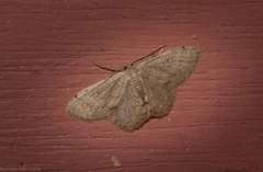 Idaea pilosata