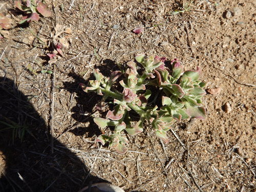 Mesembryanthemum crystallinum