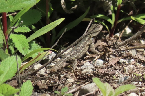 iNaturalist observation photo of Western Fence Lizard